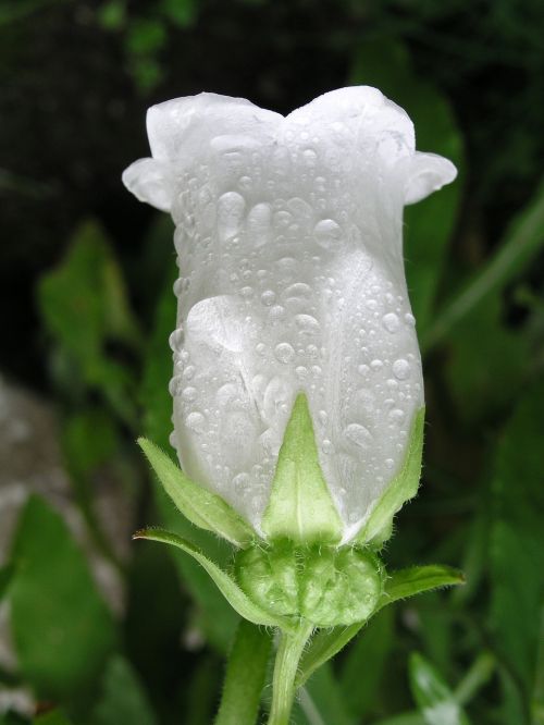 flower white bloom