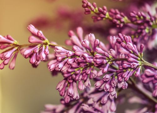 flower lilac pink