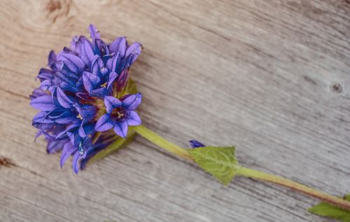 flower purple wood