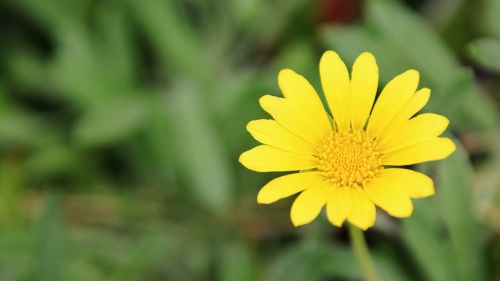 flower daisy yellow