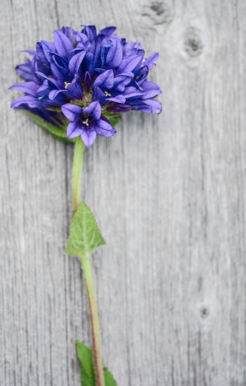 flower purple wood