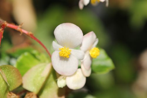 flower bloom white