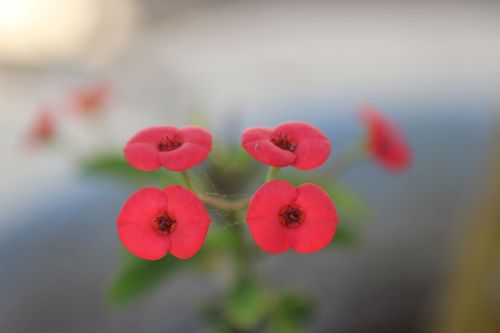 flower red macro