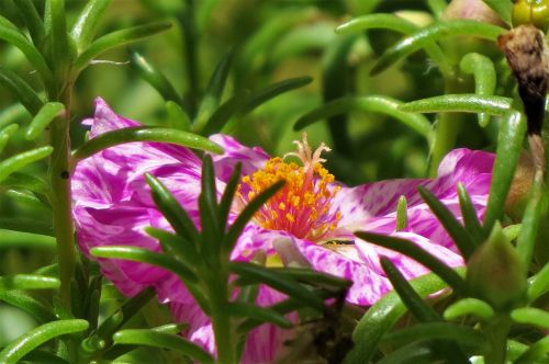 flower pink purple