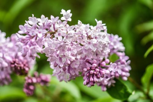 flower lilac pink