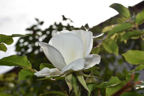 flower rose bloom