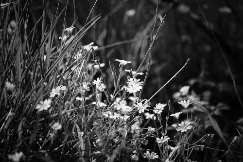 flower nature blossom