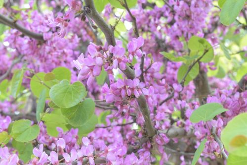 flower lilac flowers