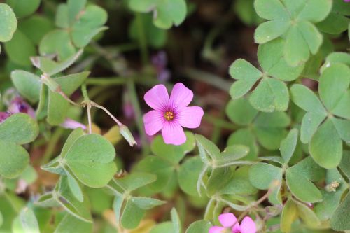 flower plant picture