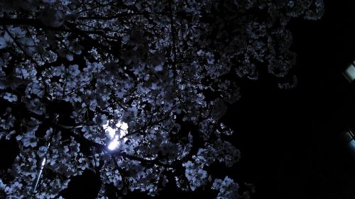 flower night moon