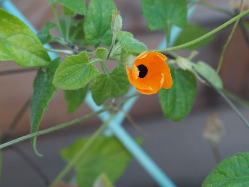 flower flora orange