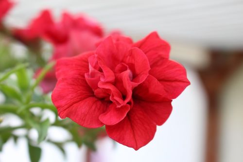 flower blooming red petals