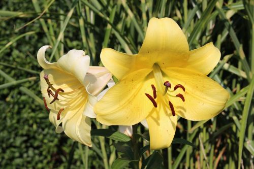 flower yellow flower outdoors