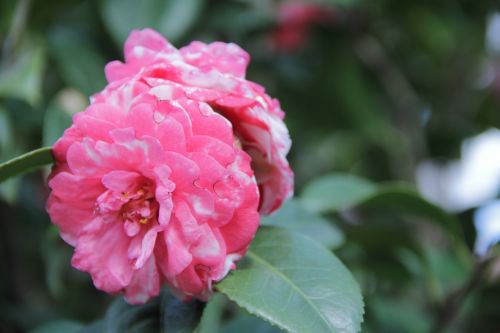 flower rosa plant