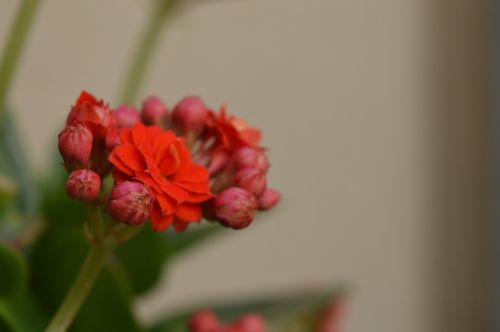 flower foliage plant