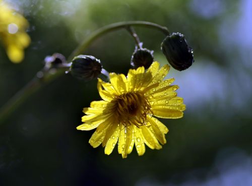 flower yellow ornament