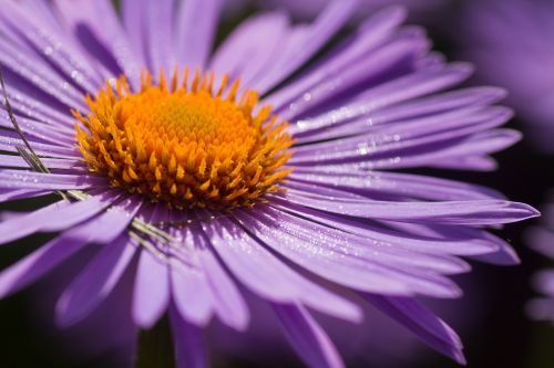 flower macro nature