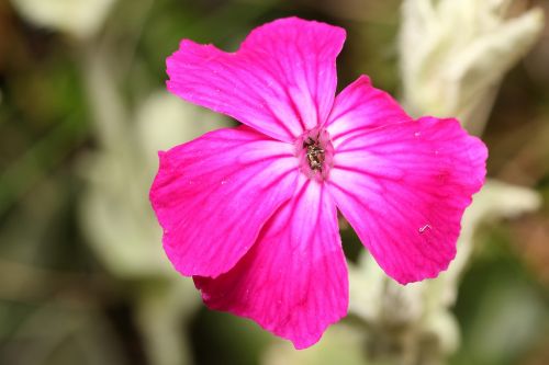 flower pink close