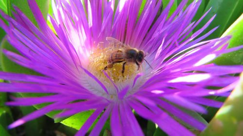 flower bee nature