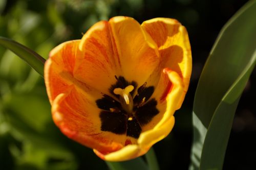 flower tulip flowers