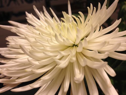 flower white white flower