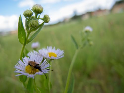 flower beetle grass