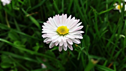 flower daisy grasshopper