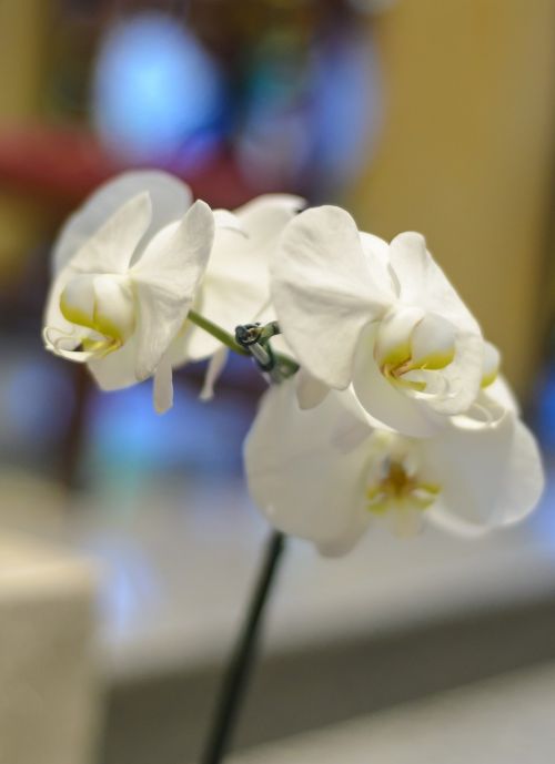 flower orchid white orchid