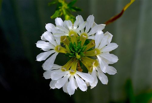 flower white blooming