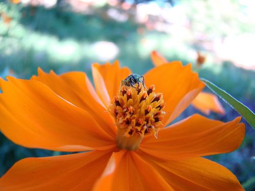 flower rapier bee