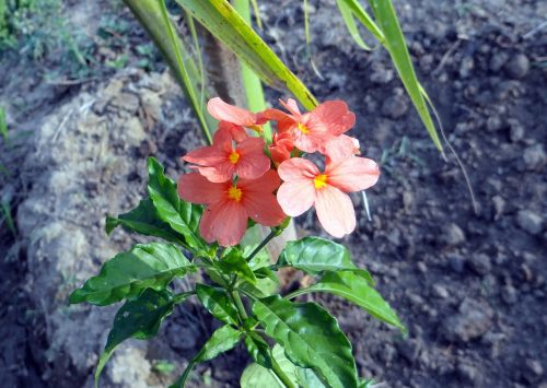 flower crossandra infundibuliformis firecracker flower