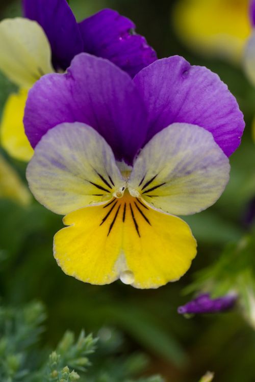 flower viola spring