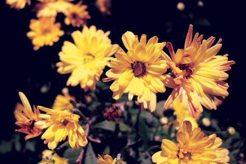 flower yellow flower summer