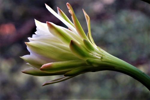 flower bloom cactus