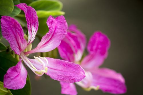 flower flowers purple flower