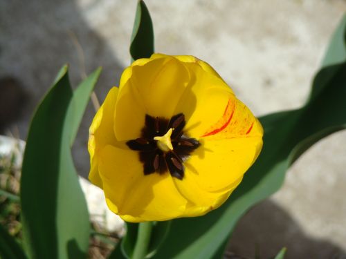 flower plant yellow
