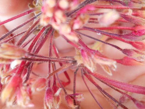 flower plant pollen