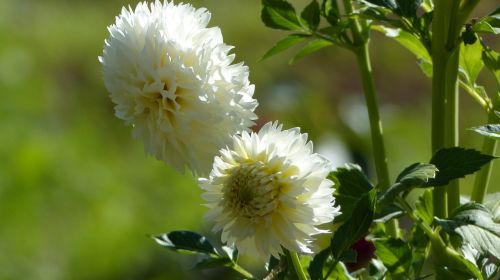 flower dahlia dahlia garden