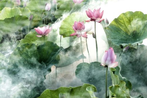 flower lotus summer