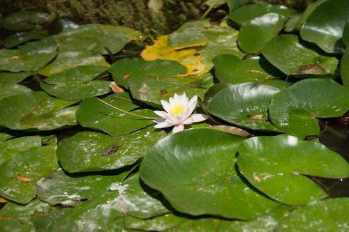 flower nimes water lilies