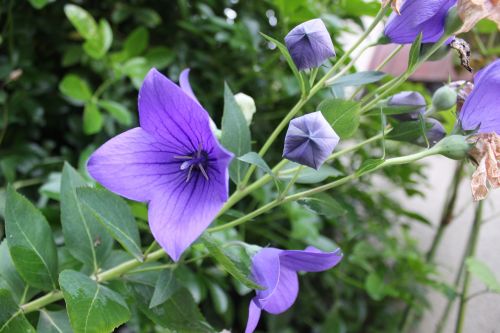 flower violet spring