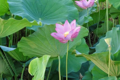 flower lotus summer