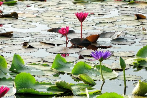 flower lotus summer