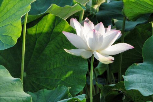 flower lotus summer