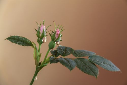 flower plant pink flower