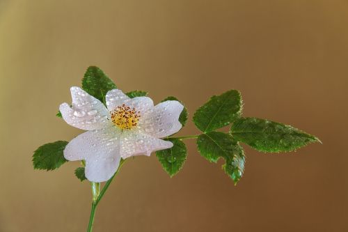 flower arrow plant