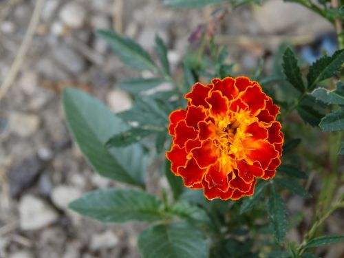 flower red nature