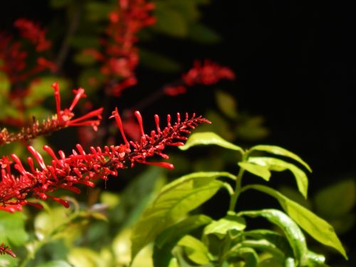 flower red flowers sunny