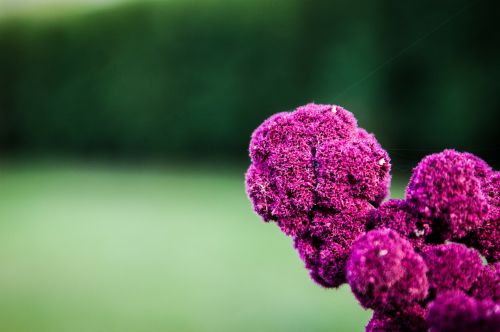 flower nature pink purple