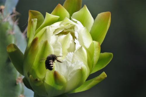 flower cactus white bud